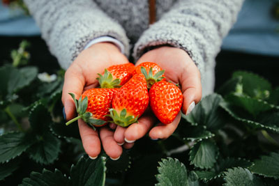 Strawberry picking (mid-December to May)